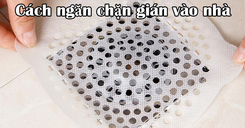 một số cách phòng ngừa gián hiệu quả