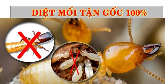 Xem thêm: Dịch vụ diệt mối tại Cầu Giấy – Diệt mối tận gốc, an toàn, hiệu quả