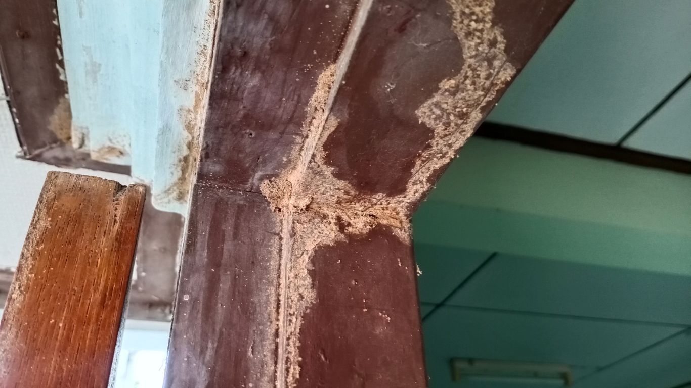 Mối tấn công công trình gây hư hại nghiêm trọng đến gỗ và kết cấu nhà cửa.