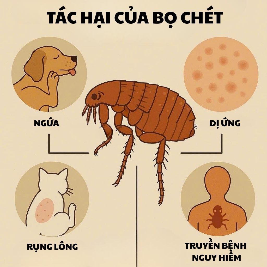 Bọ chét gây ra nhiều tác hại với động vật và con người