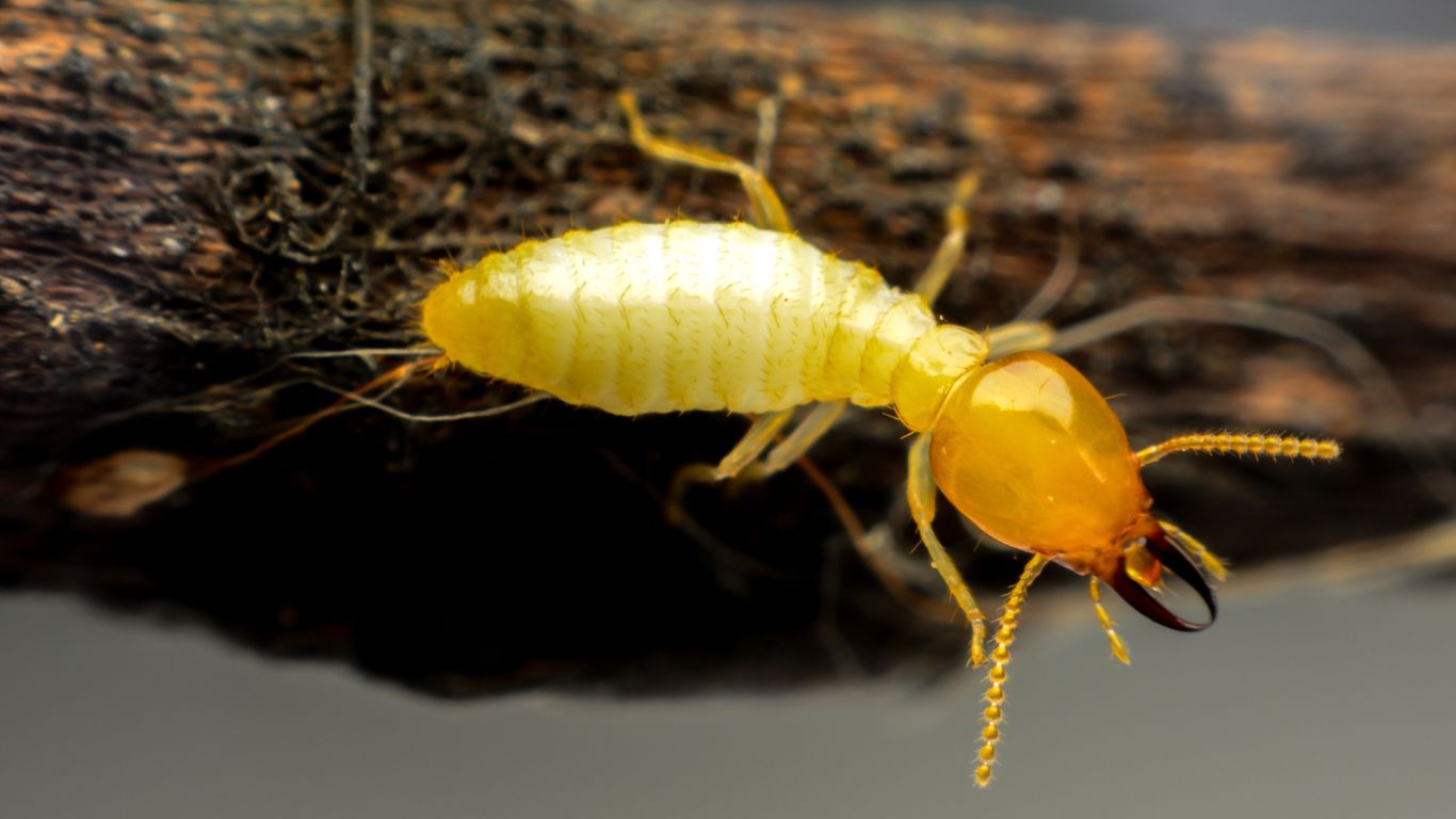 Mối gây hại cho con người như thế nào?