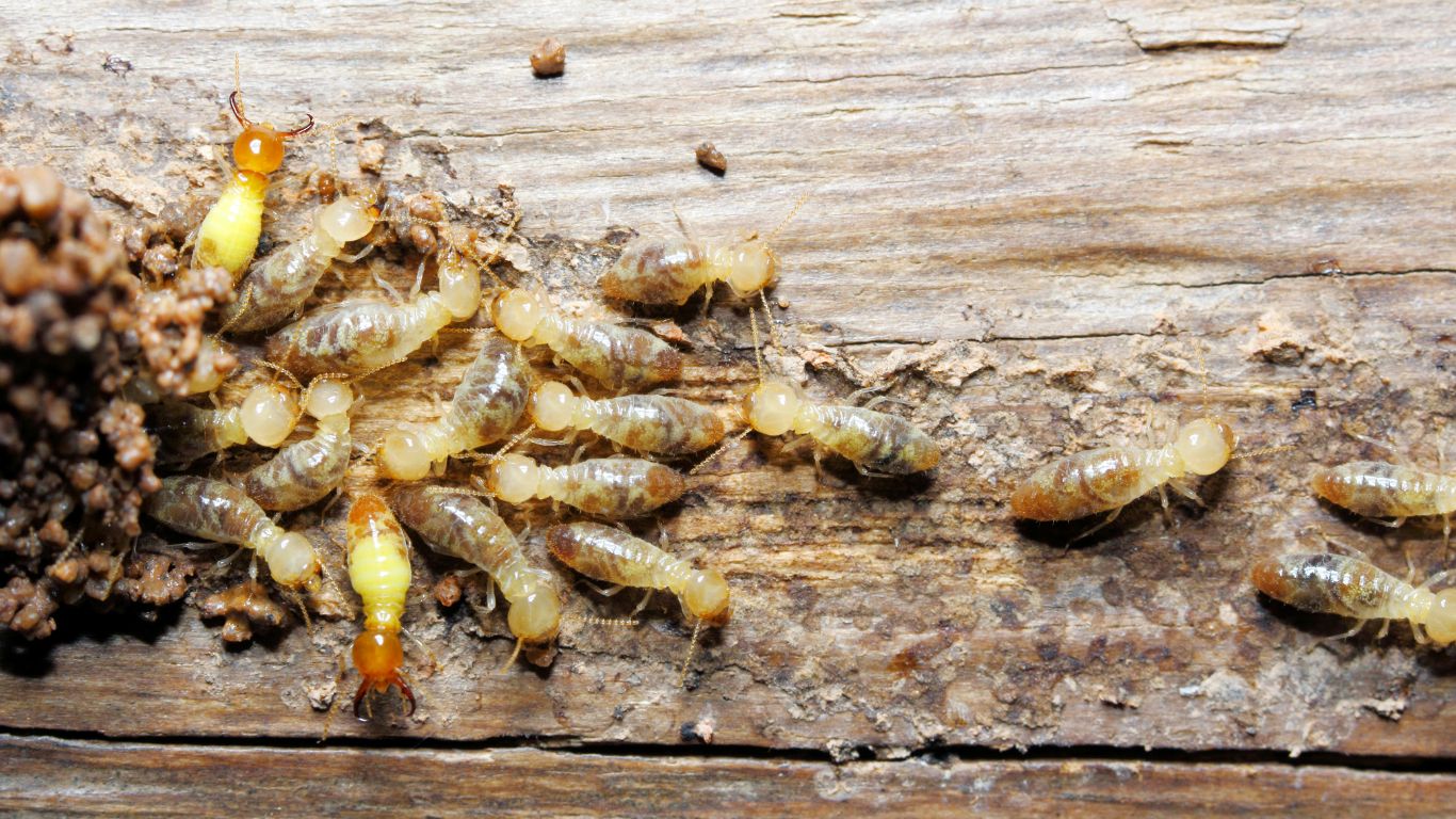 Xem thêm: Xóa tan nỗi lo mối xâm nhập với dịch vụ diệt mối uy tín tại Yên Bái!