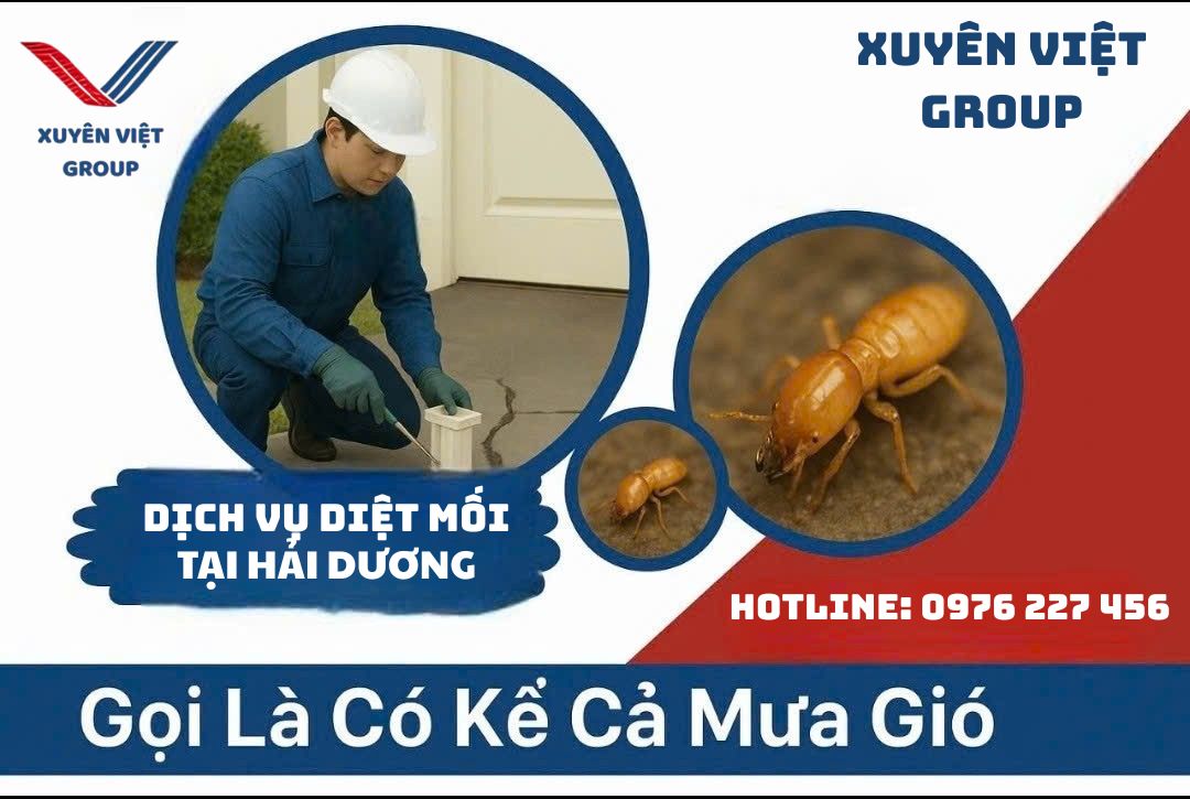Dịch vụ diệt mối tại Hải Dương – Bảo vệ nhà cửa, kho xưởng khỏi nguy cơ mối phá hoại!