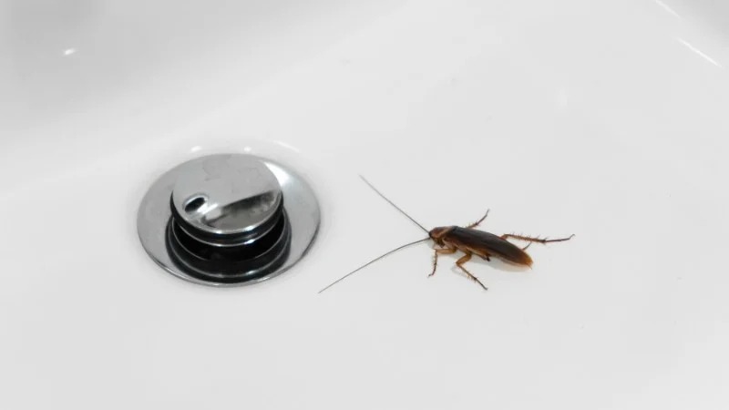 Giải pháp diệt gián tại Hà Nam nhanh chóng, bảo vệ không gian sống của bạn!