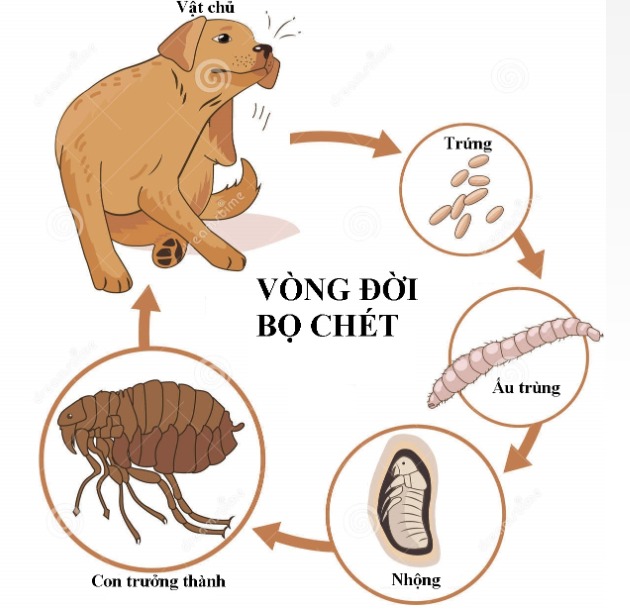 Xem thêm: Diệt bọ chét tại quận Thanh Xuân - Hà Nội chuyên nghiệp