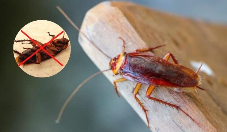 Dịch vụ diệt gián tại Bắc Giang – Nhanh, sạch, an toàn.