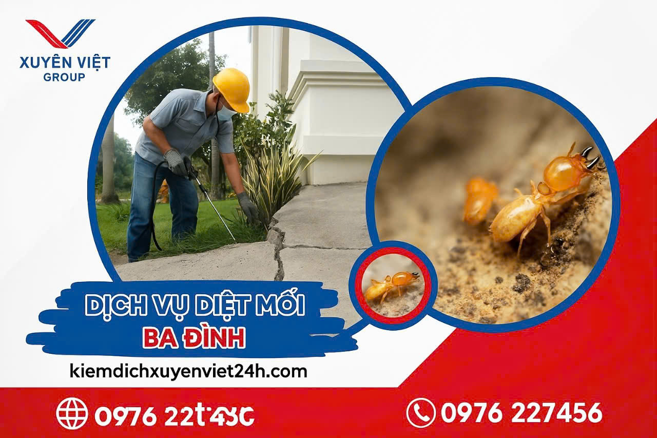 Xuyên Việt Group – Giải pháp diệt mối Ba Đình uy tín, nhanh chóng!