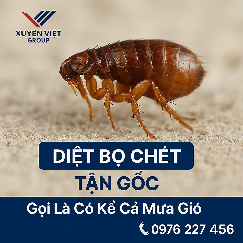 Giải pháp toàn diện – Diệt bọ chét tại quận Nam Từ Liêm cùng chuyên gia!