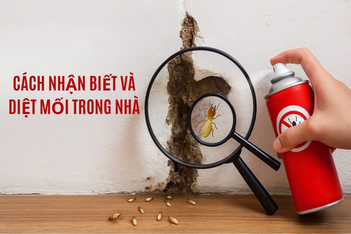 CÁCH NHẬN BIẾT VÀ DIỆT MỐI TRONG NHÀ