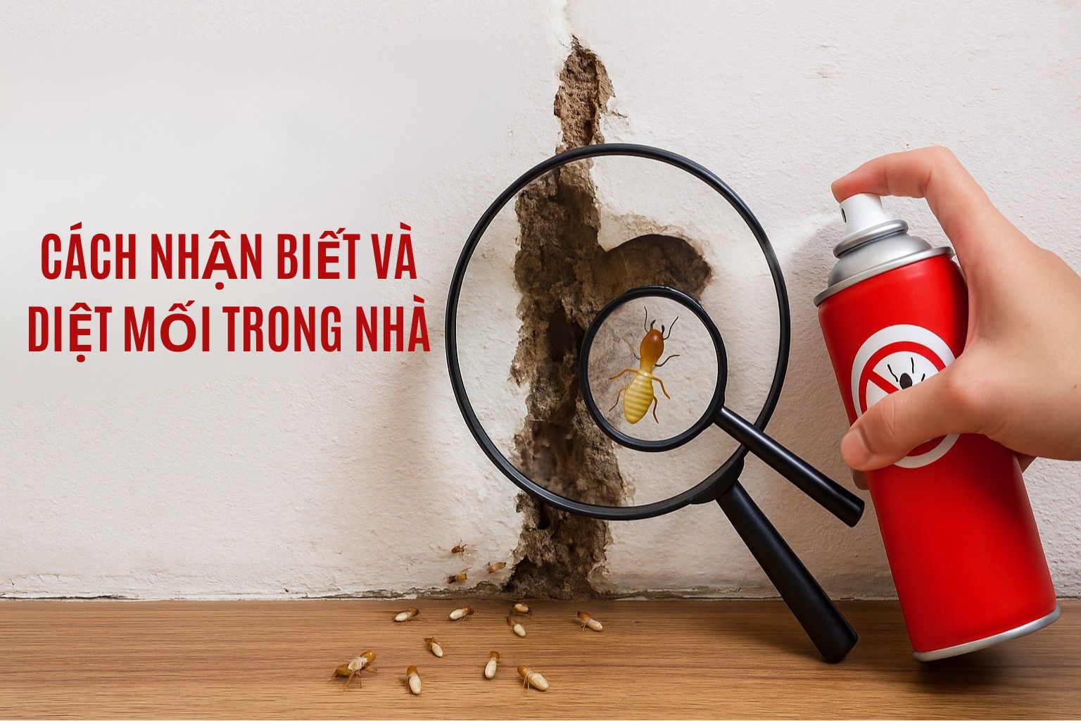 CÁCH NHẬN BIẾT VÀ DIỆT MỐI TRONG NHÀ