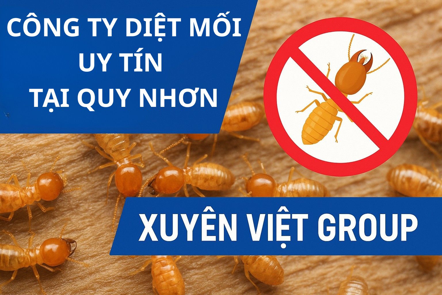 Dịch vụ diệt mối tại Quy Nhơn của Xuyên Việt Group – Tận gốc, bảo hành 5 năm