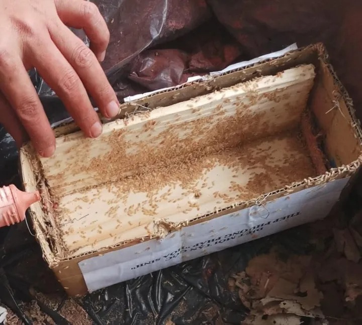 Hộp nhử thu hút mối