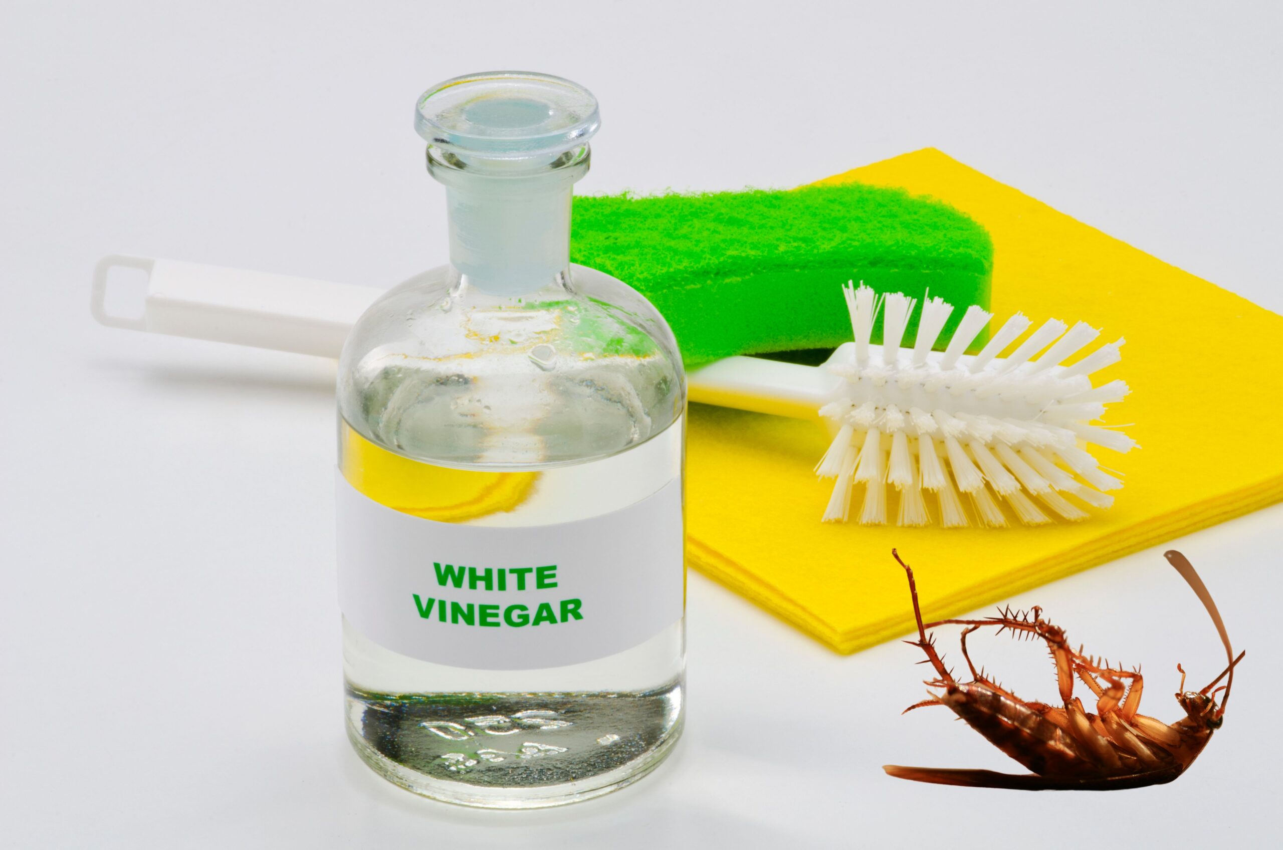 Mẹo diệt gián bằng giấm hiệu quả