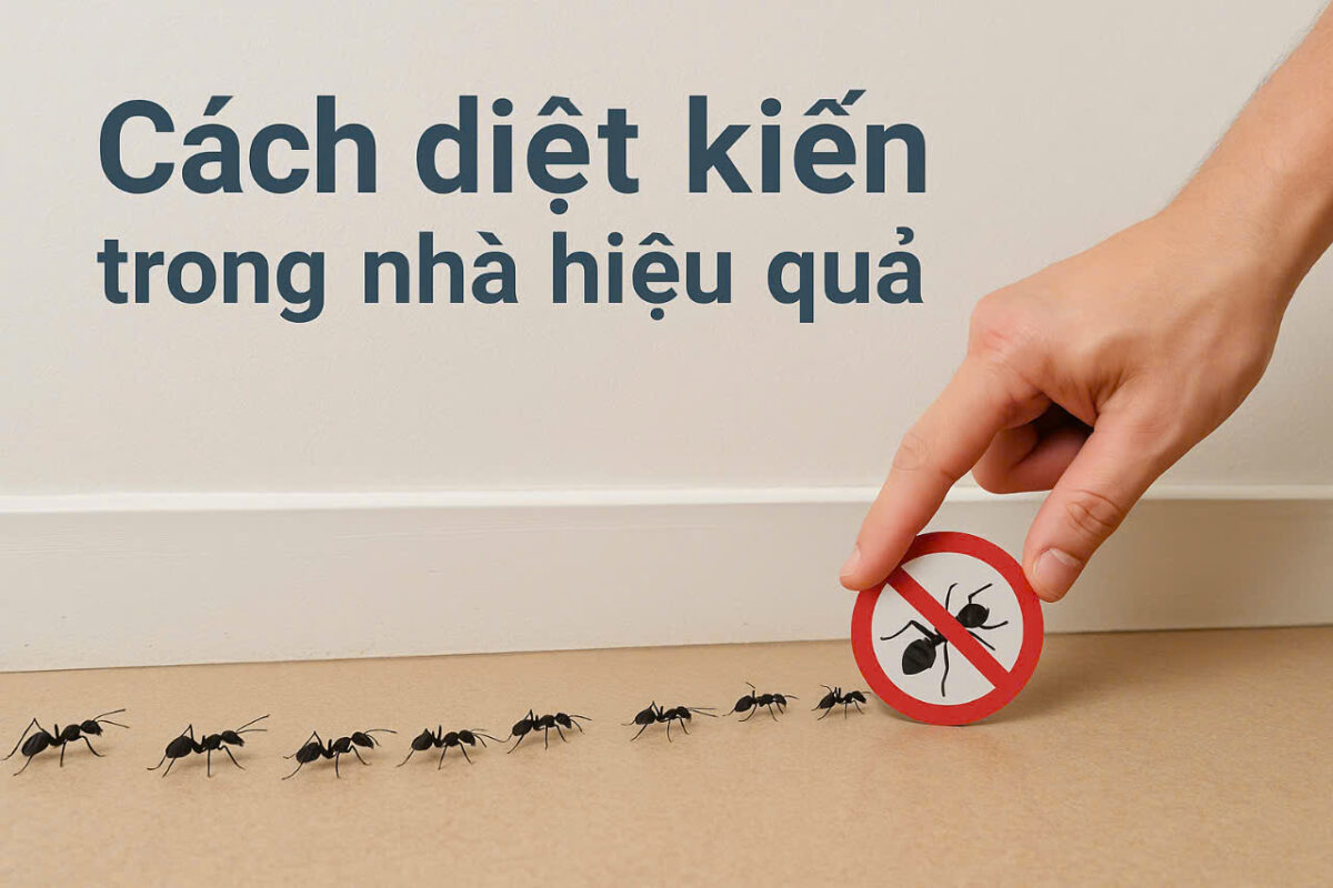 Cách diệt kiến trong nhà hiệu quả
