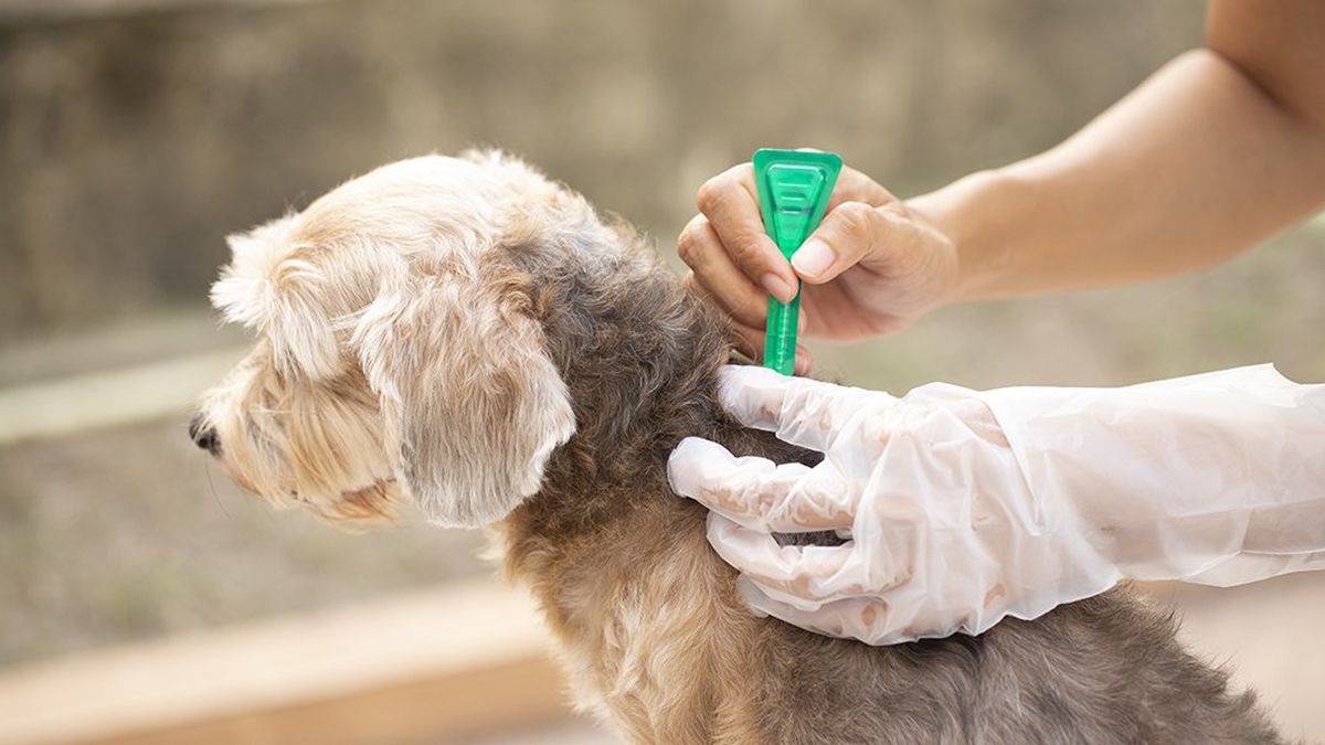 Xem thêm: Dịch vụ diệt bọ chét tại Cao Bằng uy tín, phục vụ 24/7