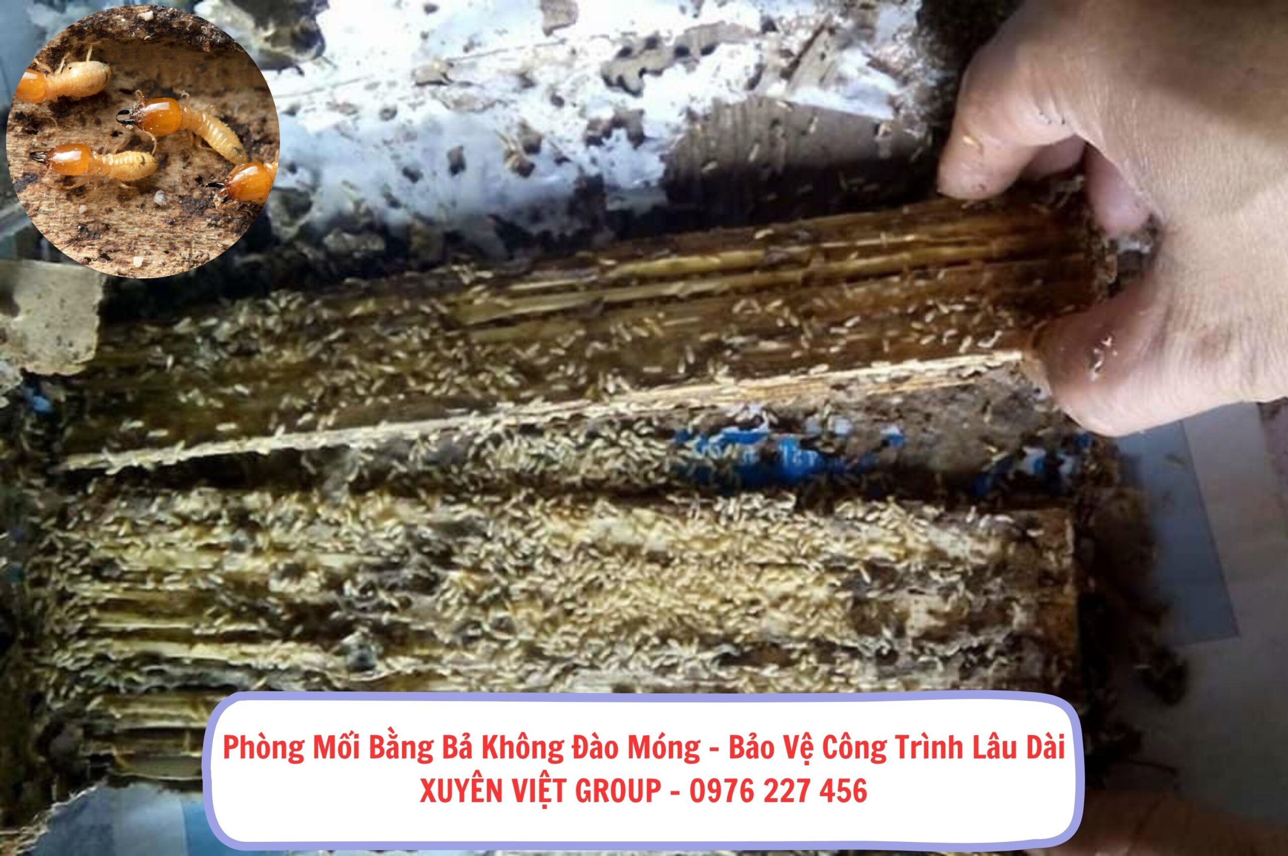 Phòng mối bằng bả