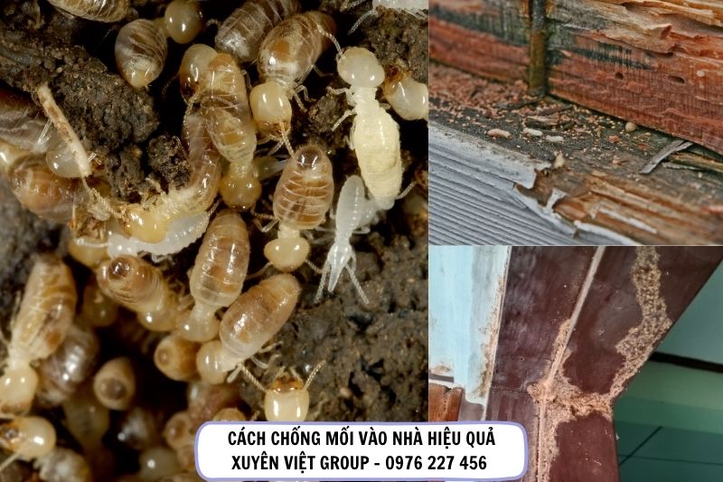Chống mối xông vào nhà