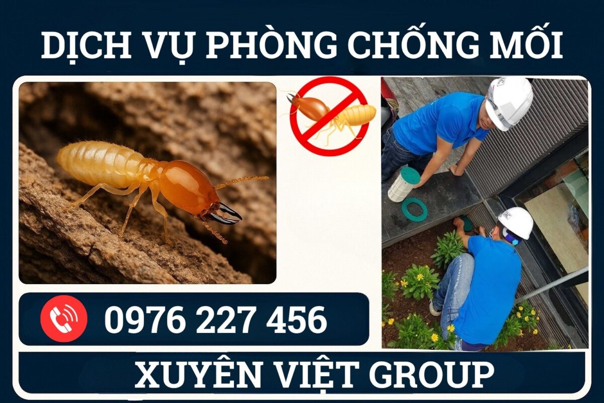 Phòng chống mối tận gốc