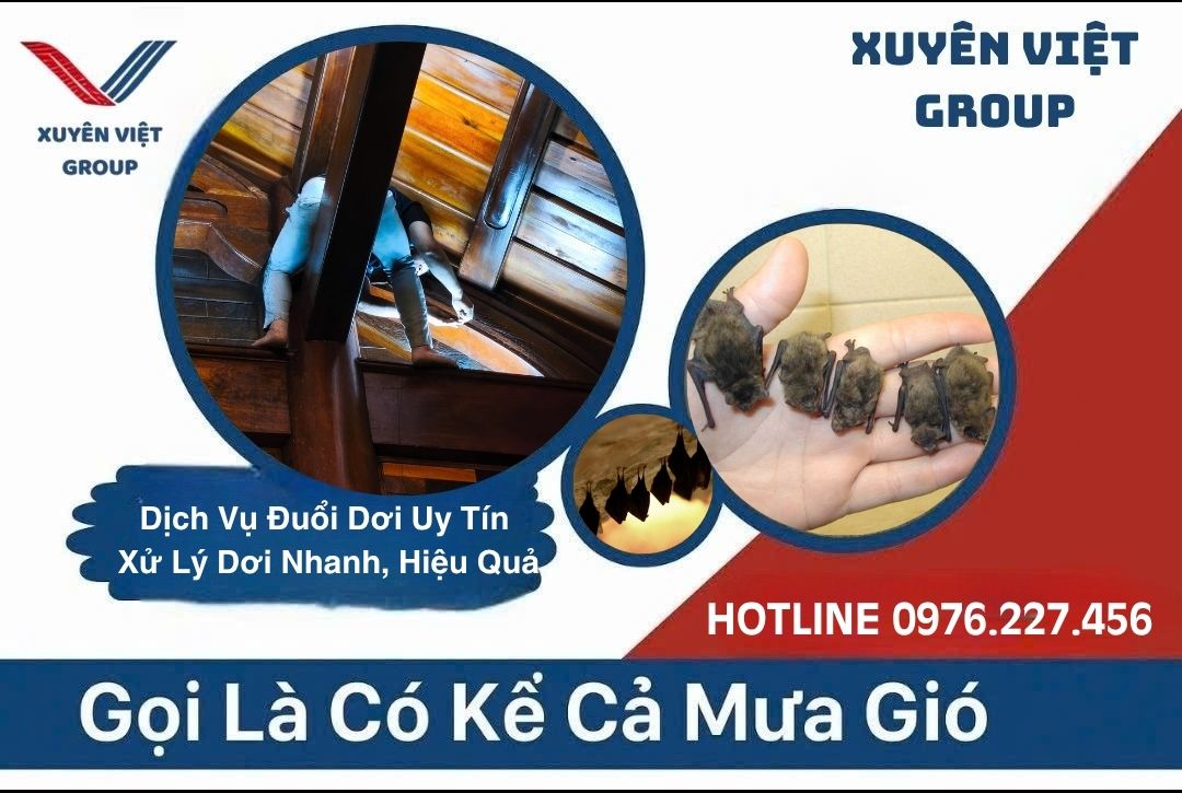 Dịch vụ đuổi dơi uy tín