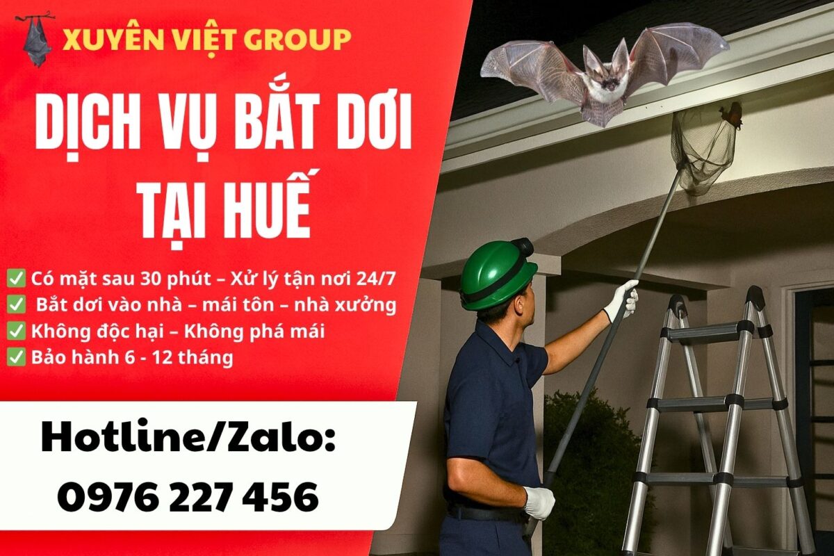 Dịch vụ bắt dơi tại Huế