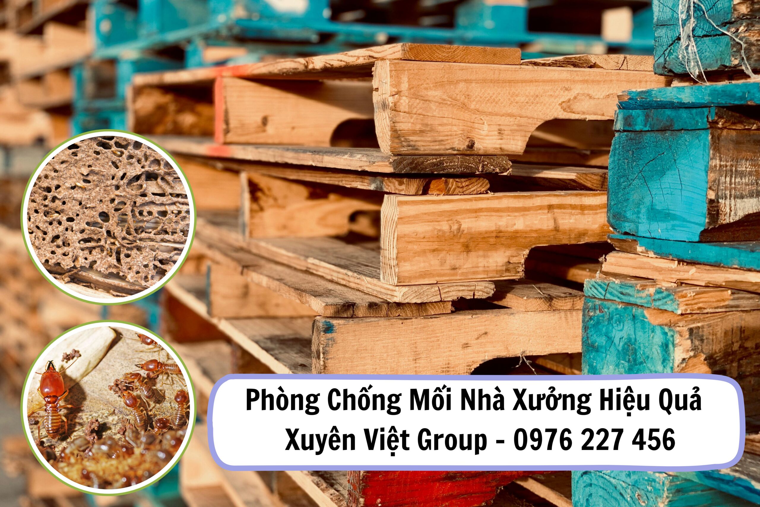 Dịch vụ phòng chống mối nhà xưởng