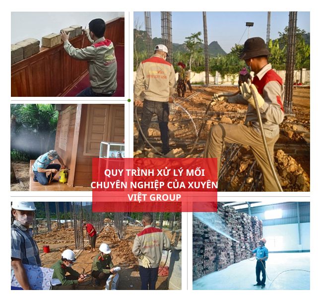 Quy trình dịch vụ xử lý mối tận gốc