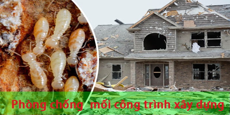 Xuyên Việt Group cam kết phòng ngừa mối công trình tận gốc – Bảo hành rõ ràng, thi công chuyên nghiệp