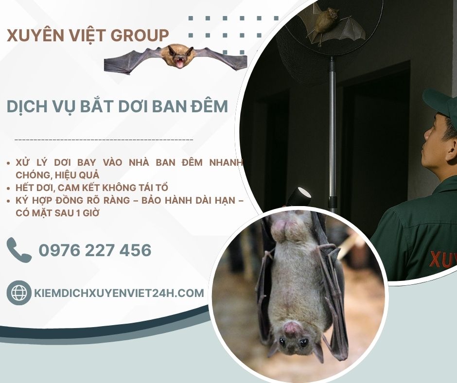 Dơi bay vào nhà ban đêm