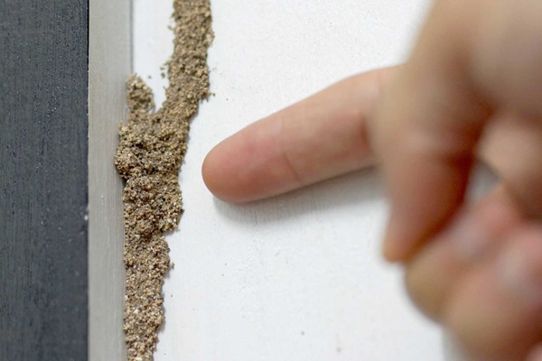 Dấu hiệu mối xâm nhập trong kho bãi tại Hải Phòng
