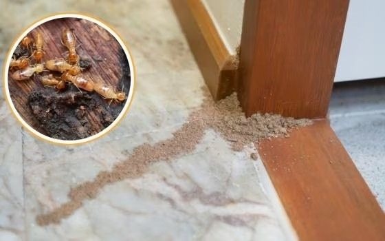 Dịch vụ diệt mối xã Kẻ Sặt, Hải Phòng