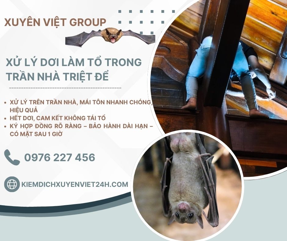 Dơi Trú Trong Trần Nhà