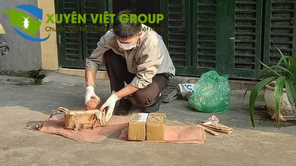 Diệt mối tại Hà Nội bằng phương phấp lây nhiễm sinh học