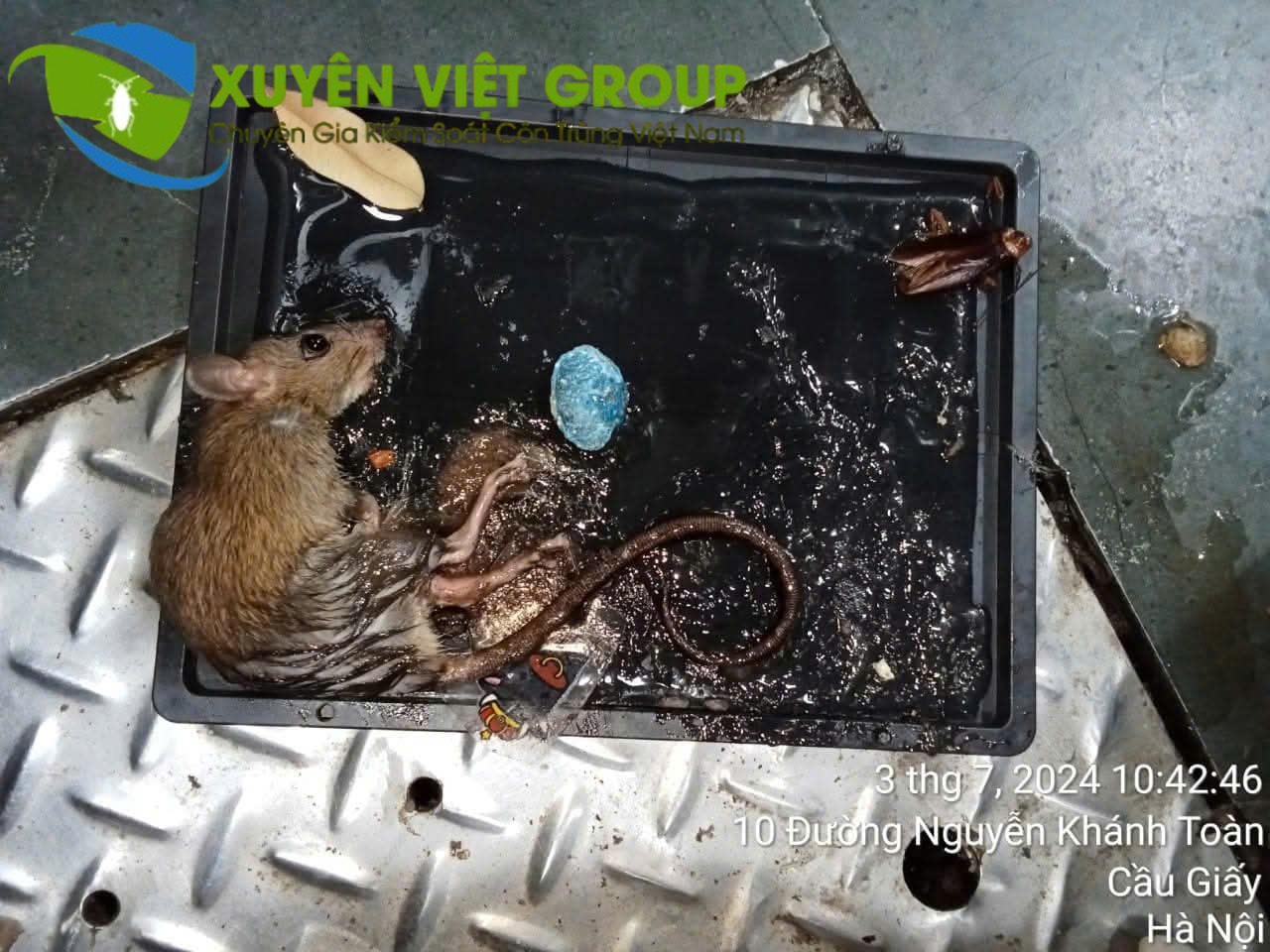 Dịch vụ diệt chuột tại Hà Nội