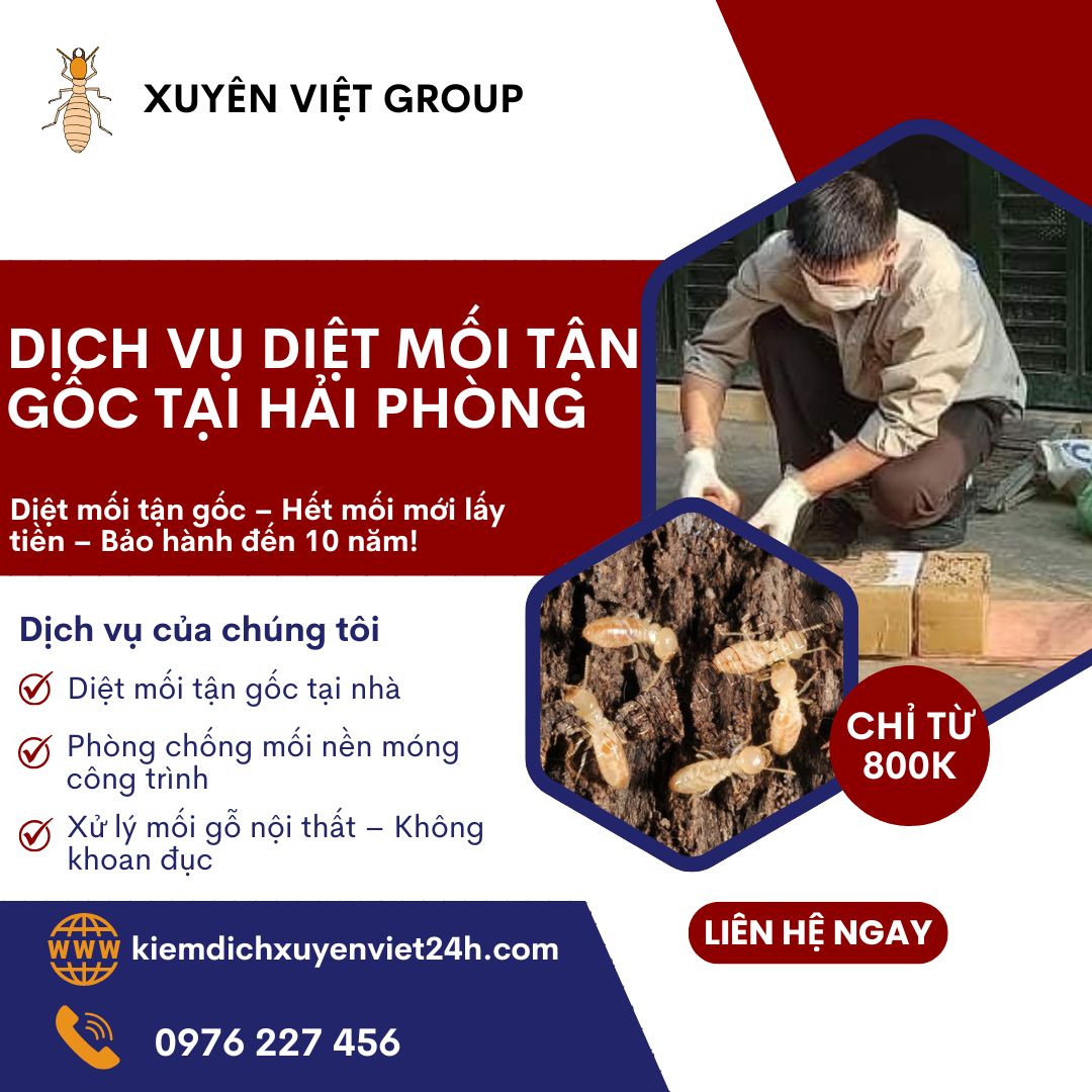 Diệt mối tận gốc tại Hải Phòng