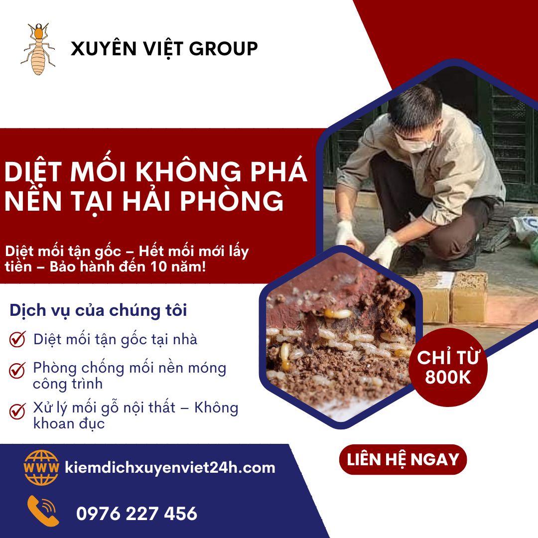 Diệt mối không phá nền tại Hải Phòng