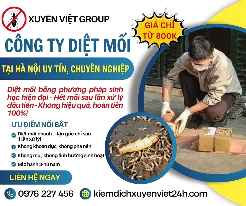 Công ty diệt mối tại Hà Nội
