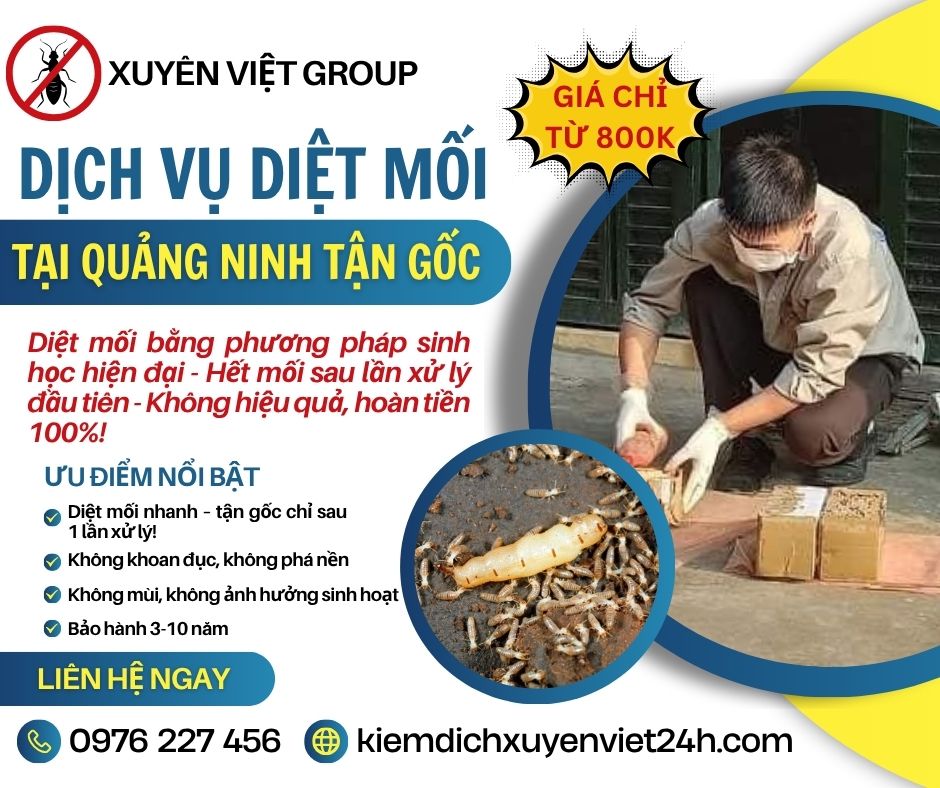 Diệt mối tận gốc tại Quảng Ninh