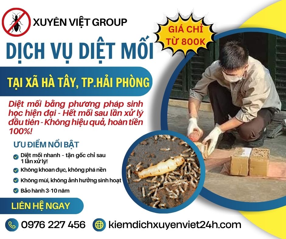 Dịch vụ diệt mối xã Hà Tây, Hải Phòng