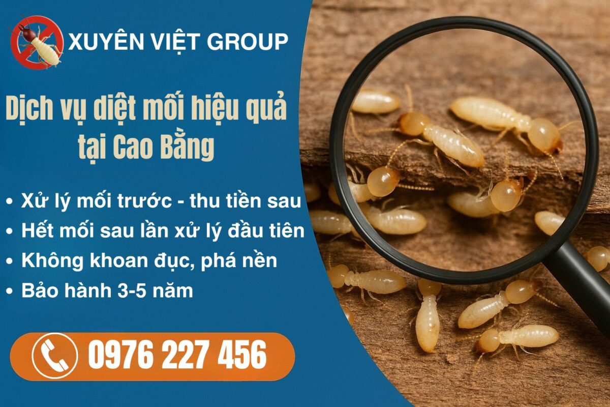 Dịch vụ diệt mối hiệu quả tại Cao Bằng