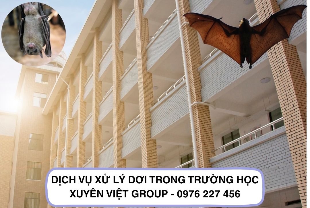 Dịch vụ xử lý dơi trong trường học