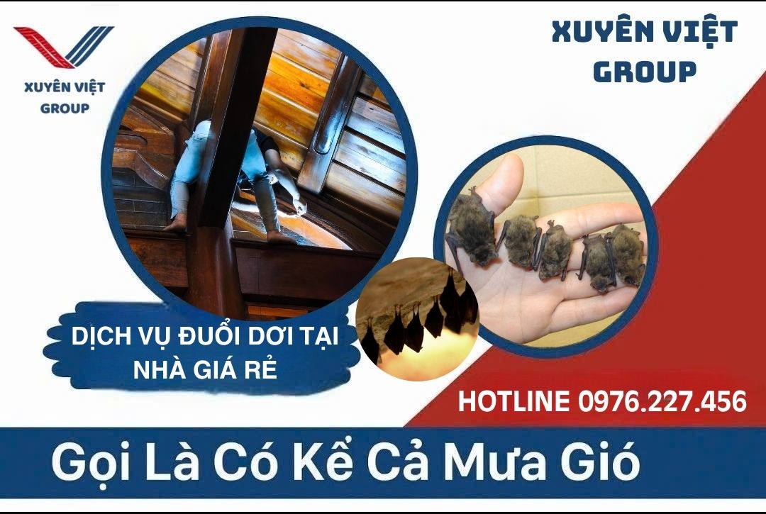 Thuê người đuổi dơi giá rẻ
