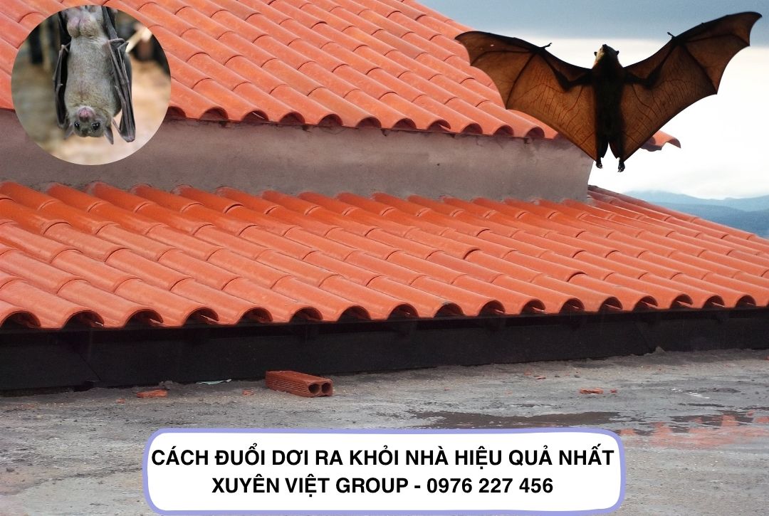 Đuổi dơi bằng tinh dầu tự nhiên