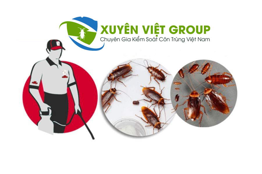 Đơn vị diệt côn trùng Hà Nội uy tín nhất hiện nay