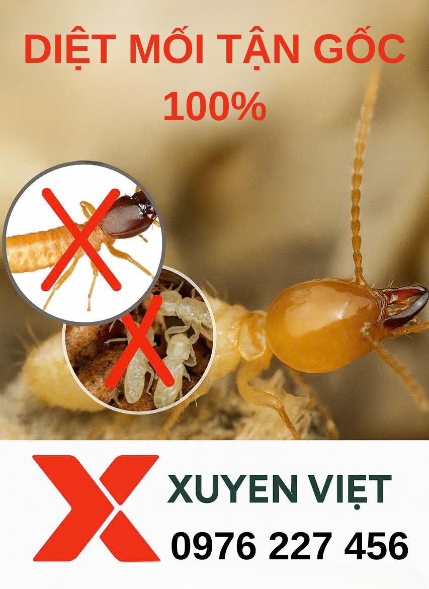 diệt mối tại Thiệu Hóa
