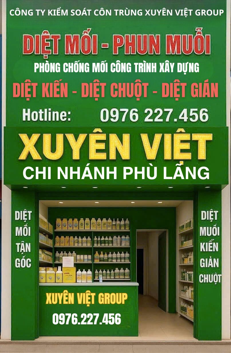 Công ty diệt mối tại Phù Lãng uy tín - Xuyên Việt Group cam kết diệt sạch mối 100%