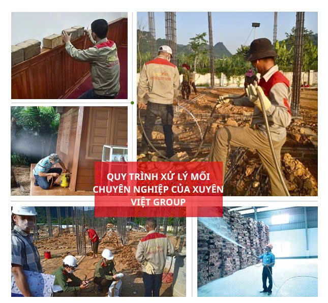 Thi công chống mối nền móng trước khi xây dựng
