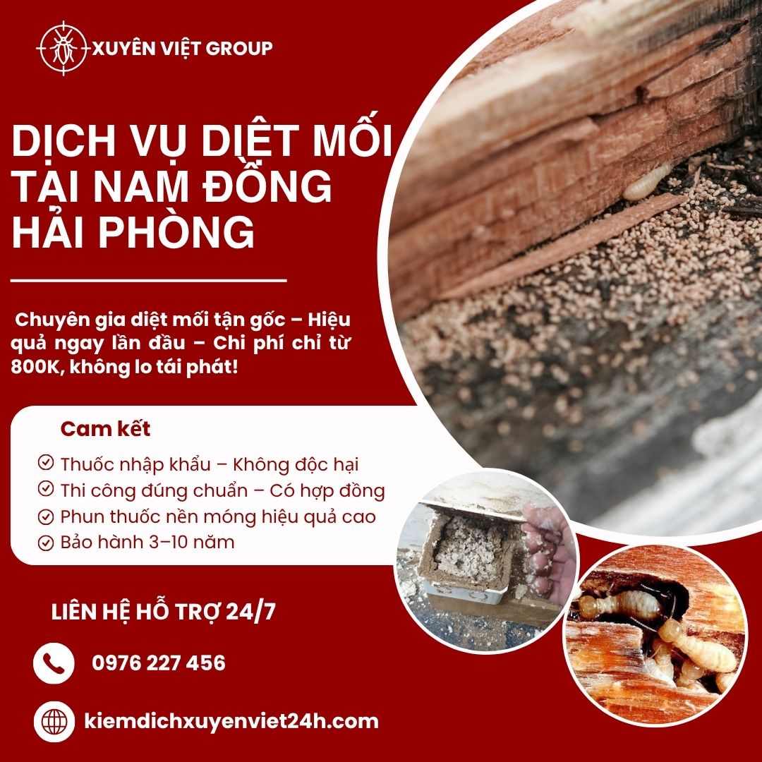 Dịch vụ diệt mối tại Nam Đồng