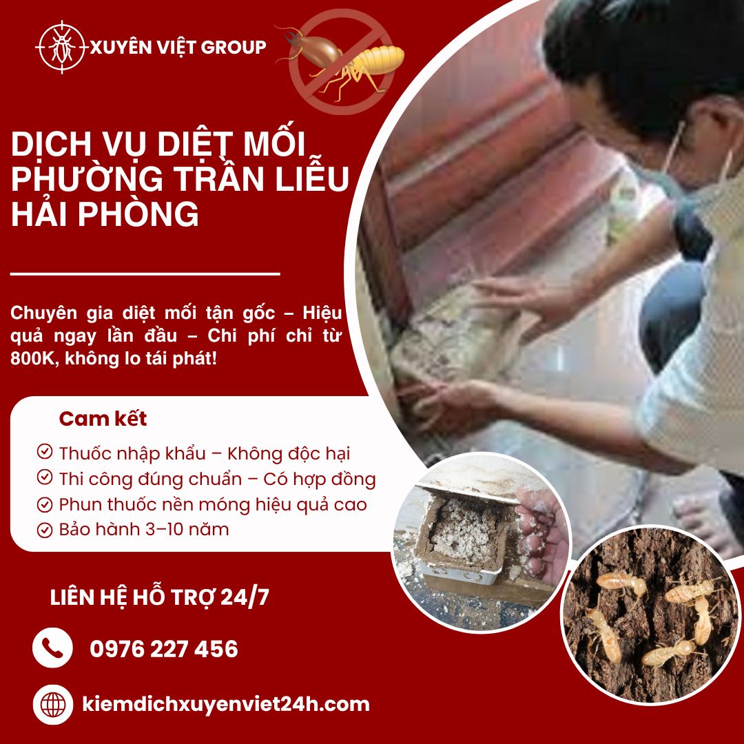 Dịch vụ diệt mối phường Trần Liễu Hải Phòng