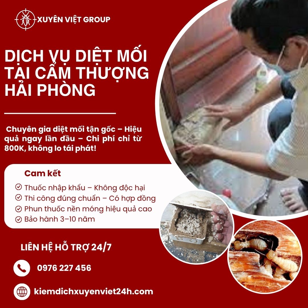 Dịch vụ diệt mối tại Cẩm Thượng, Hải Phòng