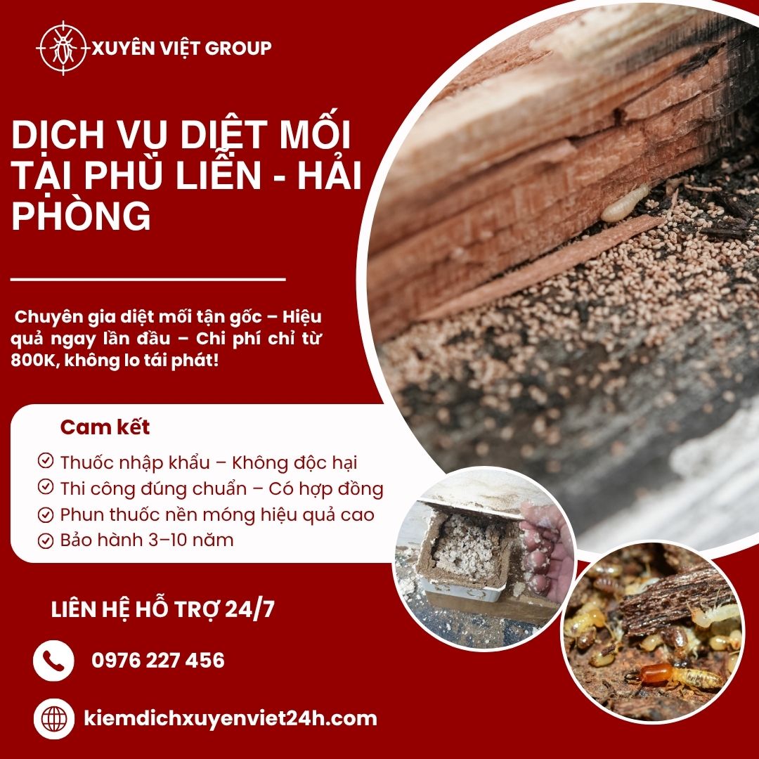 Dịch vụ diệt mối tại Phù Liễn